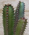 Candelabra Tree